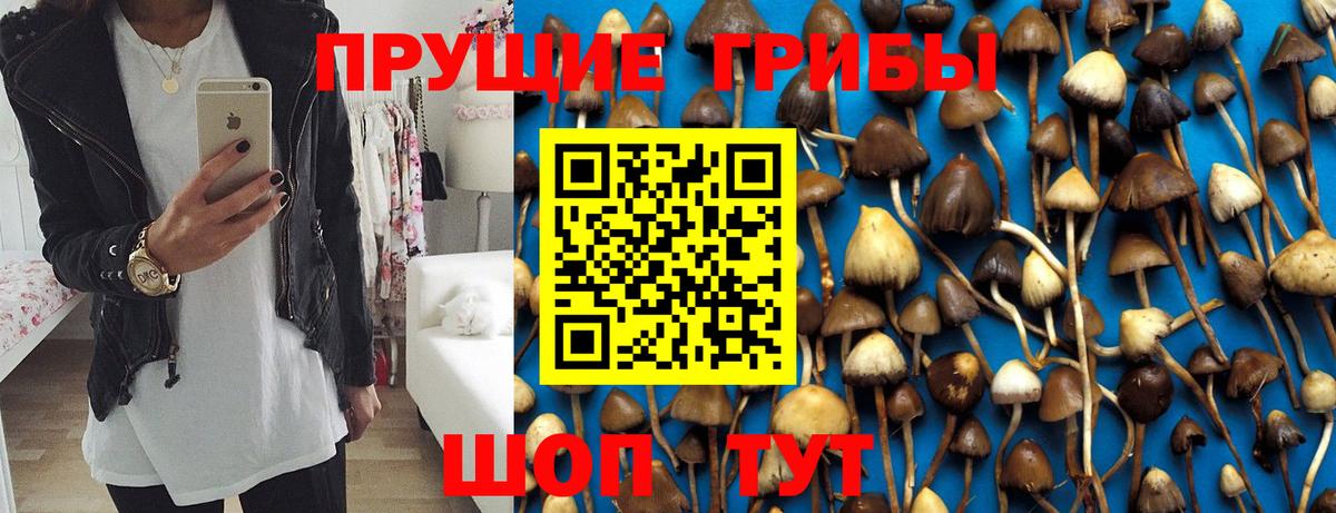Галлюциногенные грибы Psilocybine cubensis Ярцево